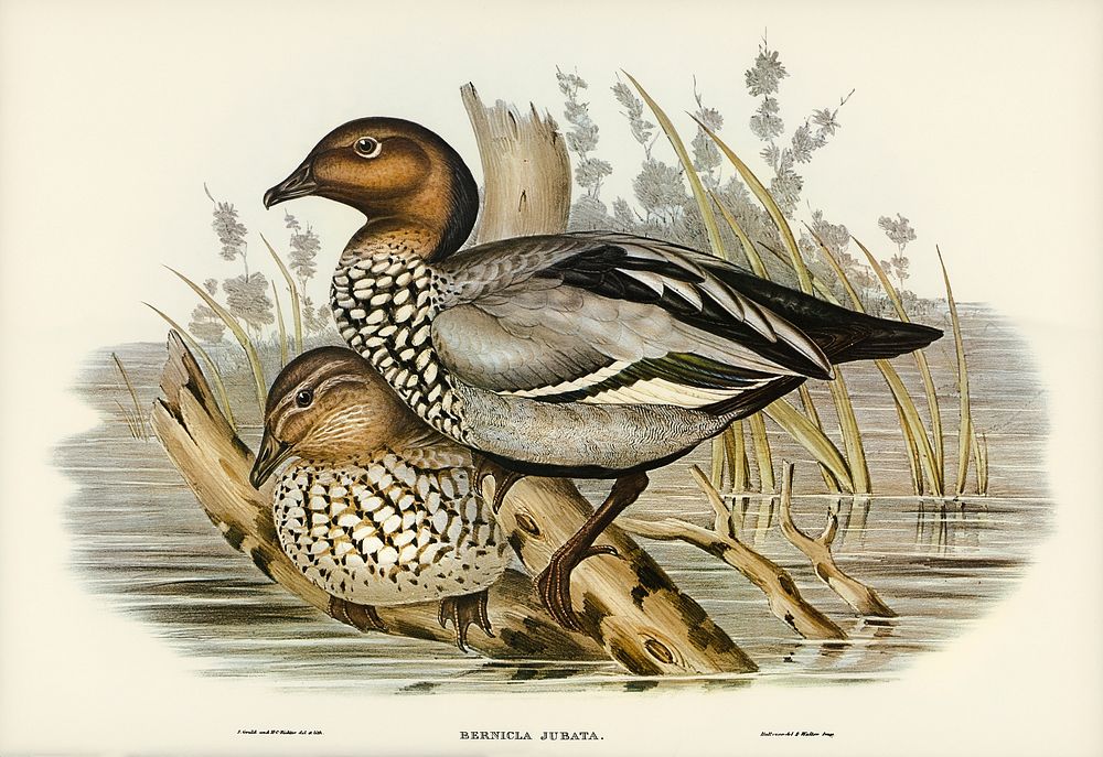Maned Goose (Bernicla jubata) illustrated by Elizabeth Gould (1804&ndash;1841) for John Gould&rsquo;s (1804-1881) Birds of…