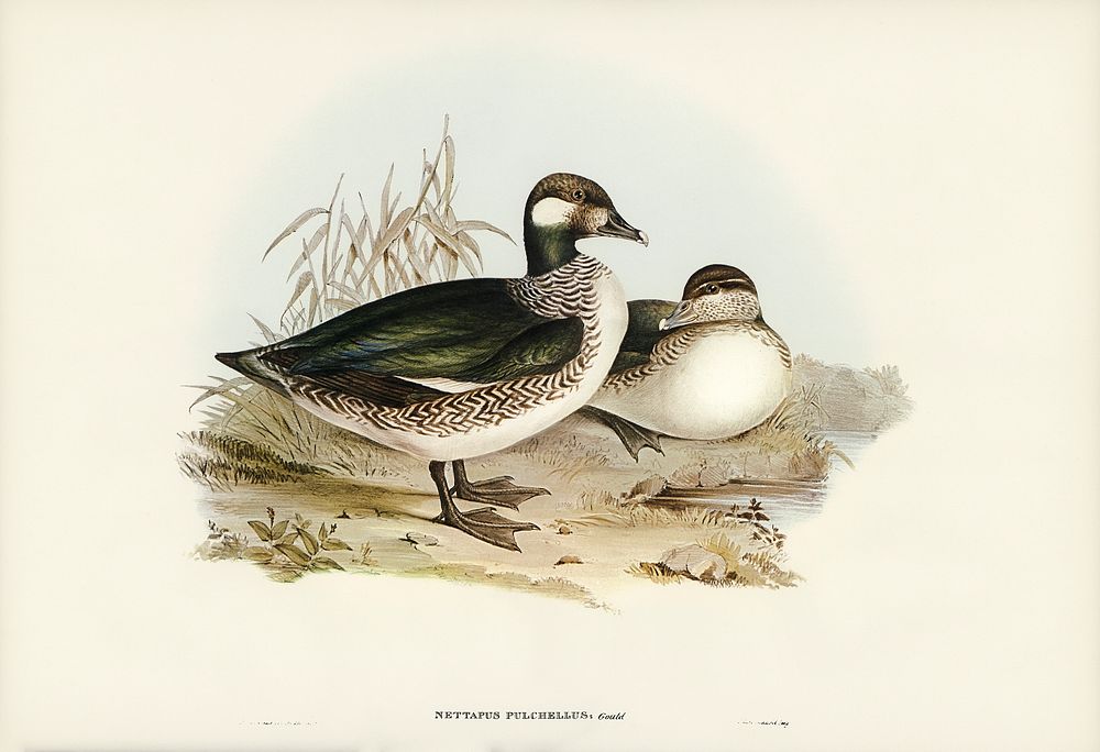Beautiful Pygmy Goose (Nettapus pulchellus) illustrated by Elizabeth Gould (1804&ndash;1841) for John Gould&rsquo;s (1804…