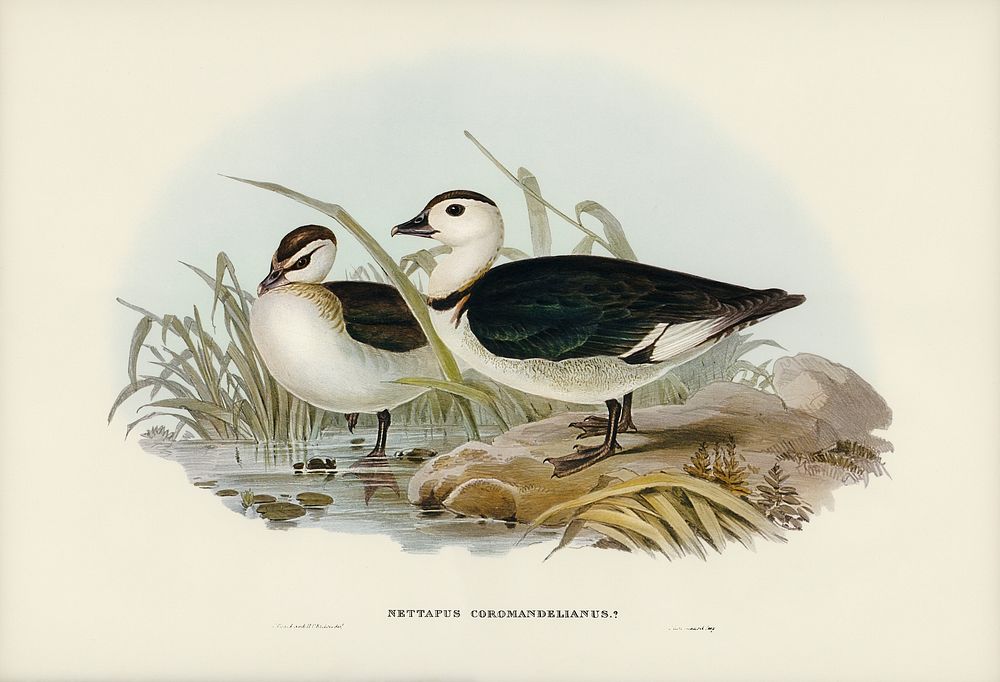 Pygmy Goose (Nettapus Coromandelianus) illustrated by Elizabeth Gould (1804&ndash;1841) for John Gould&rsquo;s (1804-1881)…