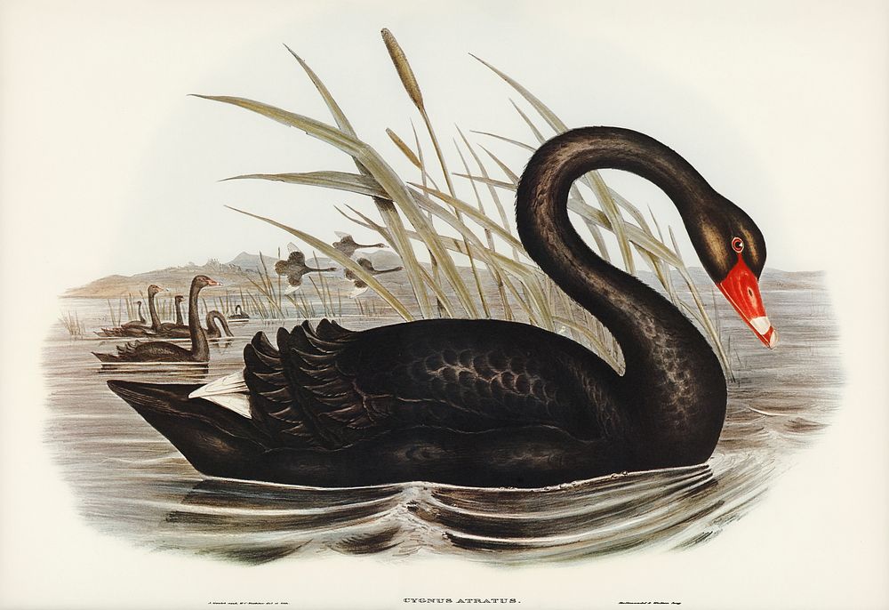 Black Swan (Cygnus atratus) illustrated by Elizabeth Gould (1804&ndash;1841) for John Gould&rsquo;s (1804-1881) Birds of…