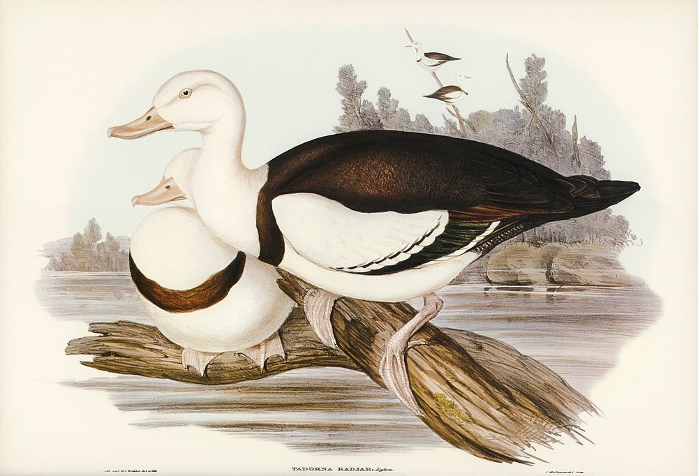 Radjah Shieldrake (Tadorna Radjah) illustrated by Elizabeth Gould (1804&ndash;1841) for John Gould&rsquo;s (1804-1881) Birds…