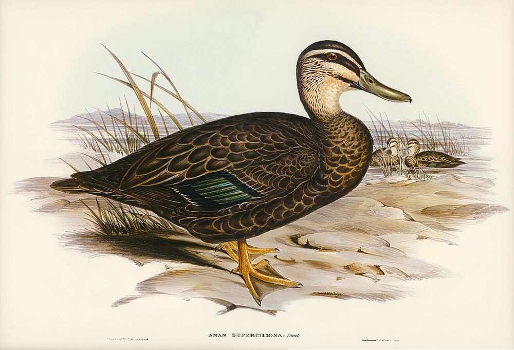 Australian Wild Duck (Anus superciliosa) illustrated by Elizabeth Gould (1804&ndash;1841) for John Gould&rsquo;s (1804-1881)…