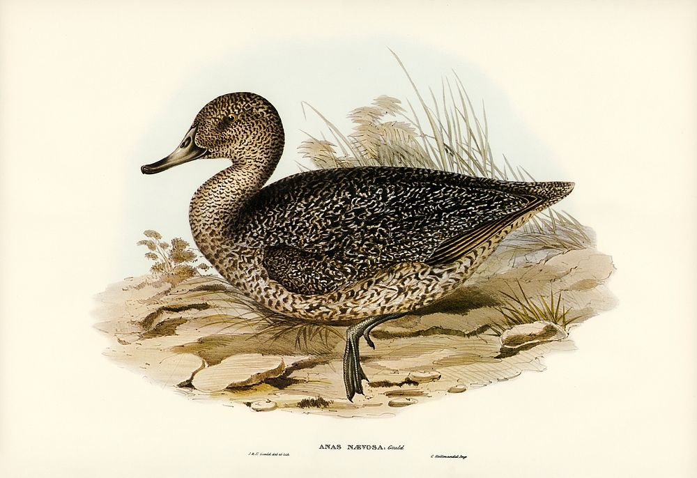 Freckled Duck (Anus naevosa) illustrated by Elizabeth Gould (1804&ndash;1841) for John Gould&rsquo;s (1804-1881) Birds of…