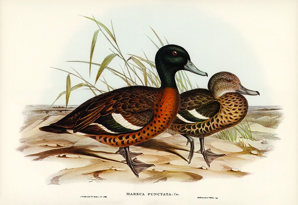 Chesnut-breasted Duck (Anas punctata) illustrated by Elizabeth Gould (1804&ndash;1841) for John Gould&rsquo;s (1804-1881)…