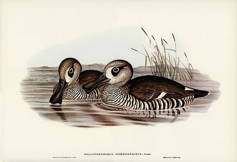 Membranaceous Duck (Malacorhynchus membranaceus) illustrated by Elizabeth Gould (1804&ndash;1841) for John Gould&rsquo;s…