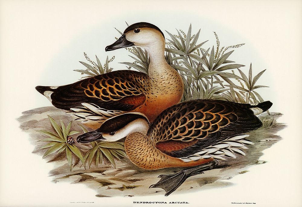 Whistling Duck (Dendrocygna arcuata) illustrated by Elizabeth Gould (1804&ndash;1841) for John Gould&rsquo;s (1804-1881)…