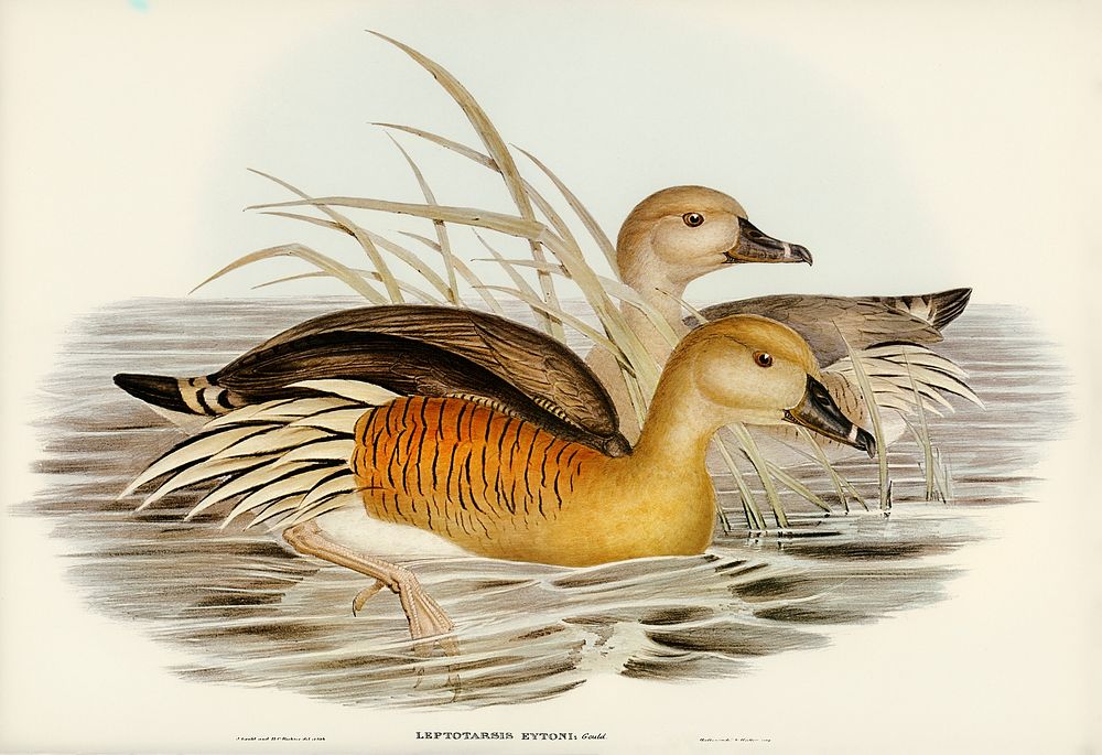 Eyton's Duck (Leptotarsis Eytoni) illustrated by Elizabeth Gould (1804&ndash;1841) for John Gould&rsquo;s (1804-1881) Birds…