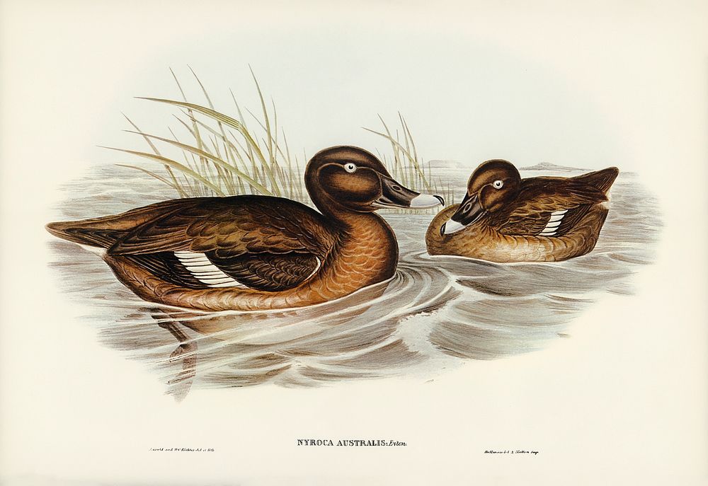 White-eyed Duck (Nyroca Australis) illustrated by Elizabeth Gould (1804&ndash;1841) for John Gould&rsquo;s (1804-1881) Birds…