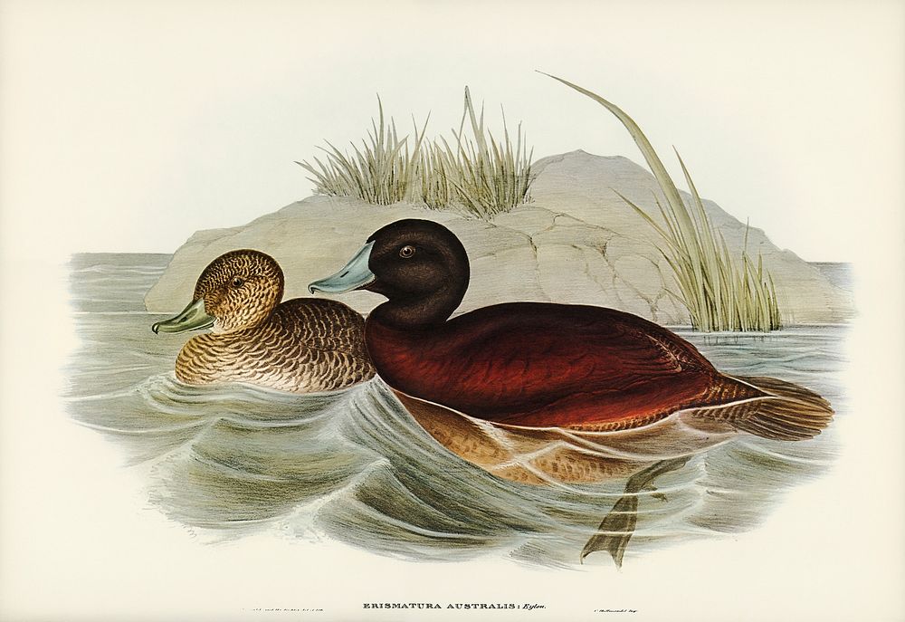 Blue-billed Duck (Erismatura Australis) illustrated by Elizabeth Gould (1804&ndash;1841) for John Gould&rsquo;s (1804-1881)…