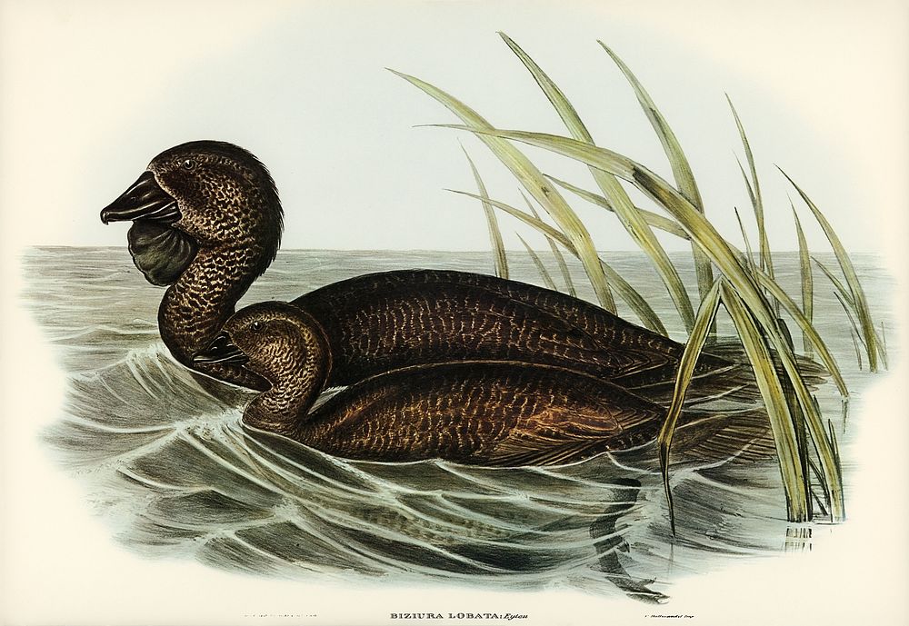 Musk Duck (Biziura lobata) illustrated by Elizabeth Gould (1804&ndash;1841) for John Gould&rsquo;s (1804-1881) Birds of…