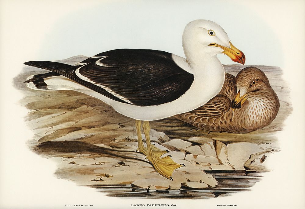 Pacific Gull (Larus Pacificus) illustrated by Elizabeth Gould (1804&ndash;1841) for John Gould&rsquo;s (1804-1881) Birds of…