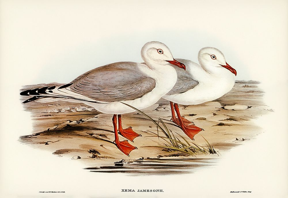 Jameson's Gull (Xema Jamesonii) illustrated by Elizabeth Gould (1804&ndash;1841) for John Gould&rsquo;s (1804-1881) Birds of…