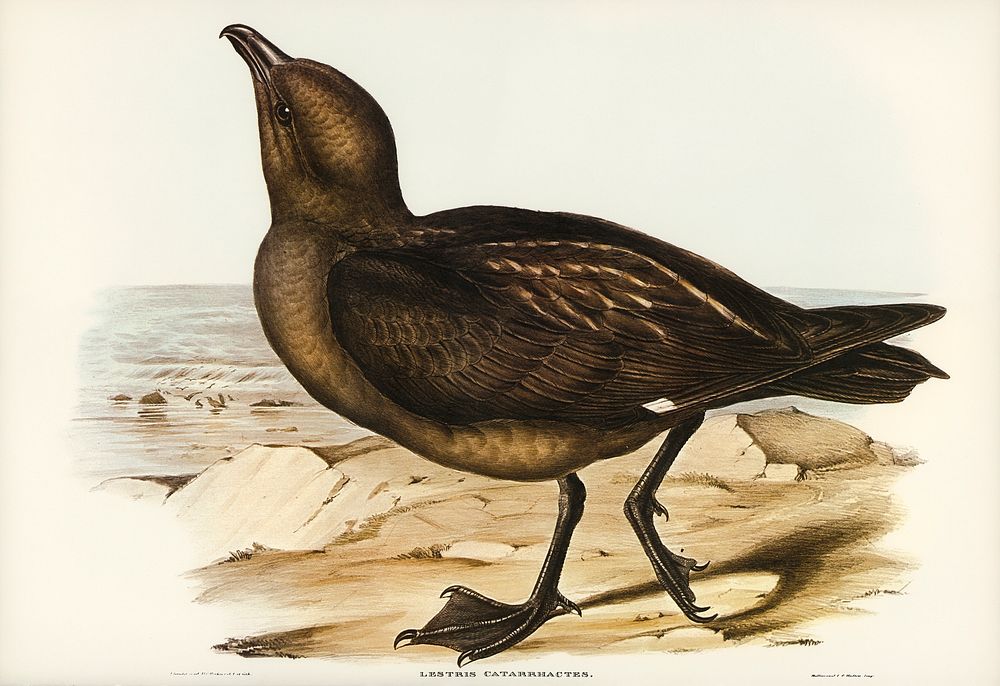 Skua Gull (Lestris Catarractes) illustrated by Elizabeth Gould (1804&ndash;1841) for John Gould&rsquo;s (1804-1881) Birds of…