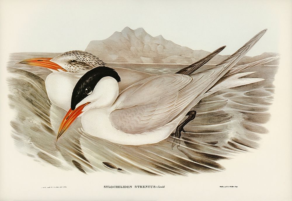 Powerful Tern (Sylochelidon strenuus) illustrated by Elizabeth Gould (1804&ndash;1841) for John Gould&rsquo;s (1804-1881)…