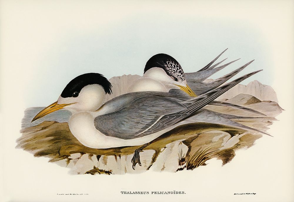 Torres' Straits' Tern (Thalasseus Pelecanoides) illustrated by Elizabeth Gould (1804&ndash;1841) for John Gould&rsquo;s…
