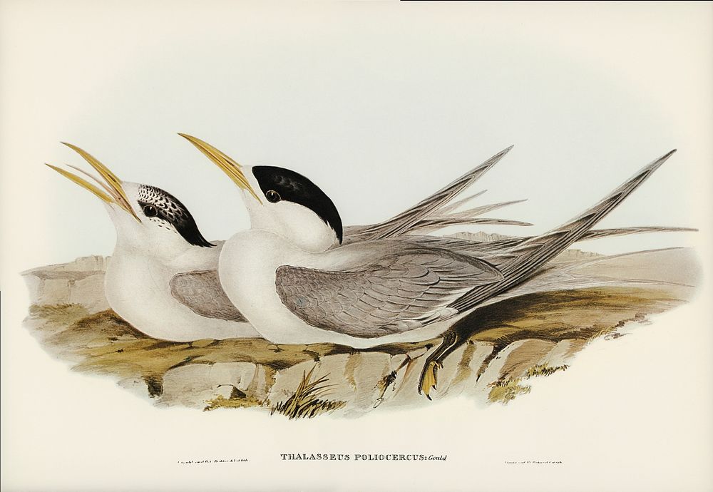 Bass's Straits' Tern (Thalasseus poliocercus) illustrated by Elizabeth Gould (1804&ndash;1841) for John Gould&rsquo;s (1804…