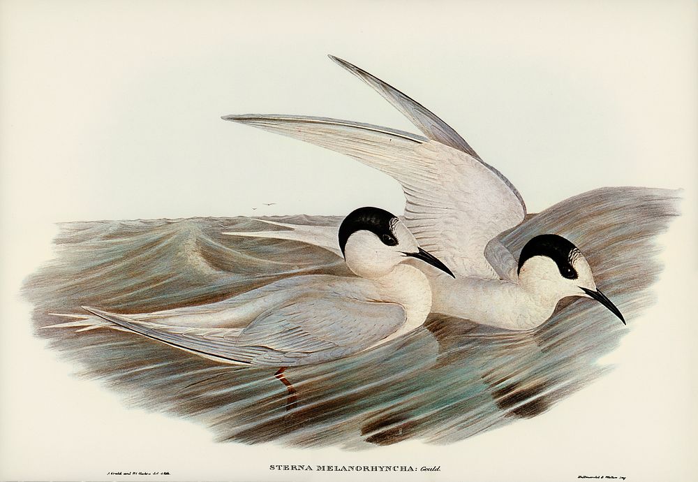 Black-billed Tern (Sterna melanorhyncha) illustrated by Elizabeth Gould (1804&ndash;1841) for John Gould&rsquo;s (1804-1881)…