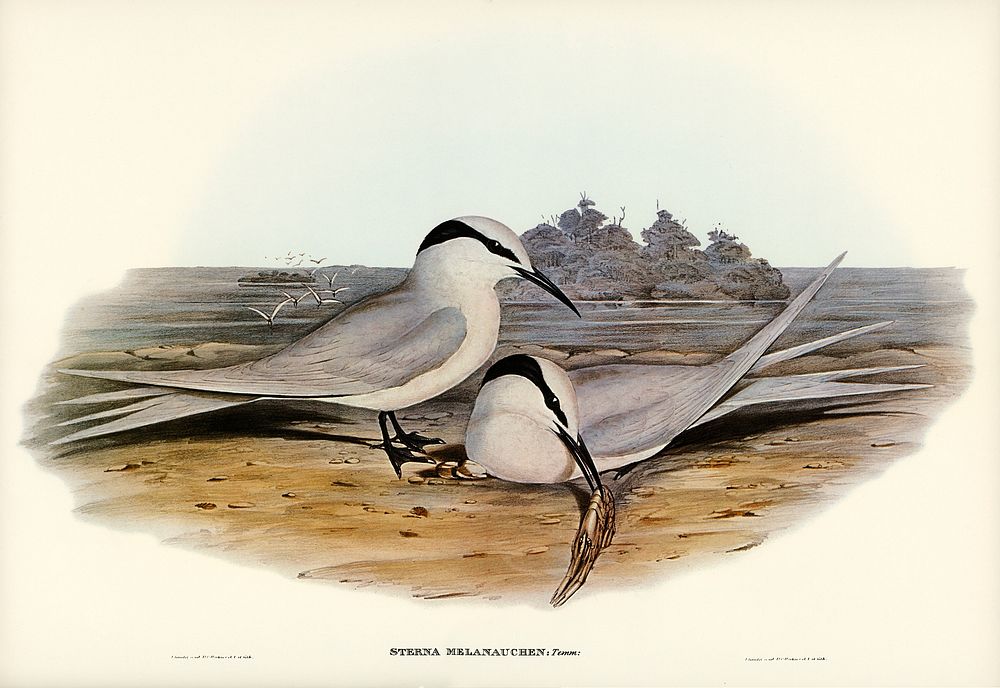 Black-naped Tern (Sterna melanauchen) illustrated by Elizabeth Gould (1804&ndash;1841) for John Gould&rsquo;s (1804-1881)…