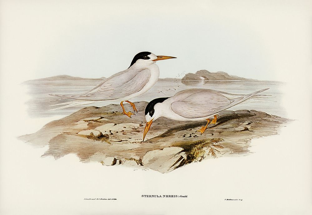Australian Little Tern (Sternula Nereis) illustrated by Elizabeth Gould (1804&ndash;1841) for John Gould&rsquo;s (1804-1881)…