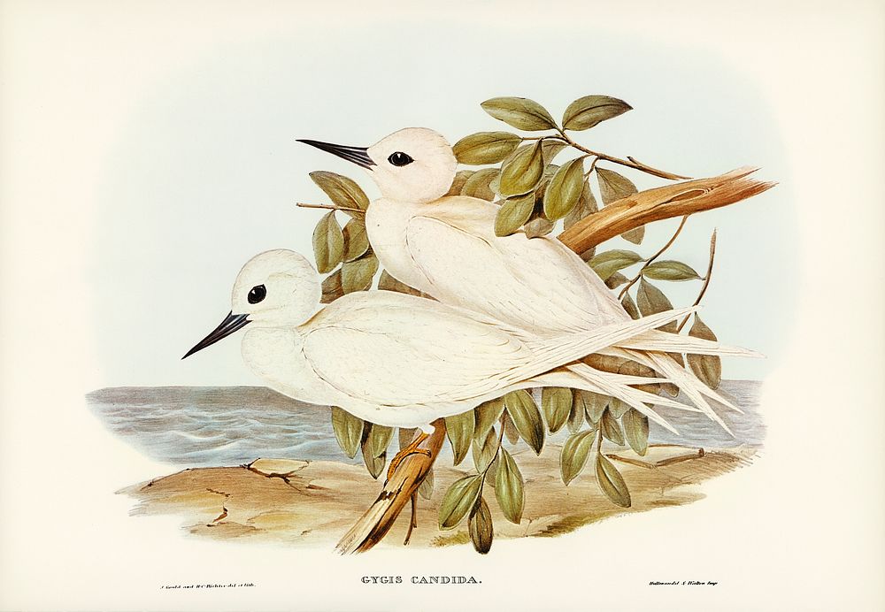 White Tern (Gygis candida) illustrated by Elizabeth Gould (1804&ndash;1841) for John Gould&rsquo;s (1804-1881) Birds of…