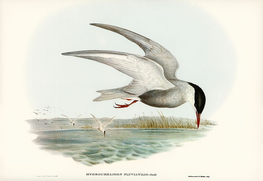 Marsh Tern (Hydrochelidon fluviatilis) illustrated by Elizabeth Gould (1804&ndash;1841) for John Gould&rsquo;s (1804-1881)…