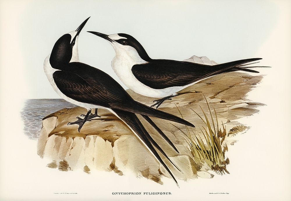 Sooty Tern (Onychoprion fuliginosus) illustrated by Elizabeth Gould (1804&ndash;1841) for John Gould&rsquo;s (1804-1881)…