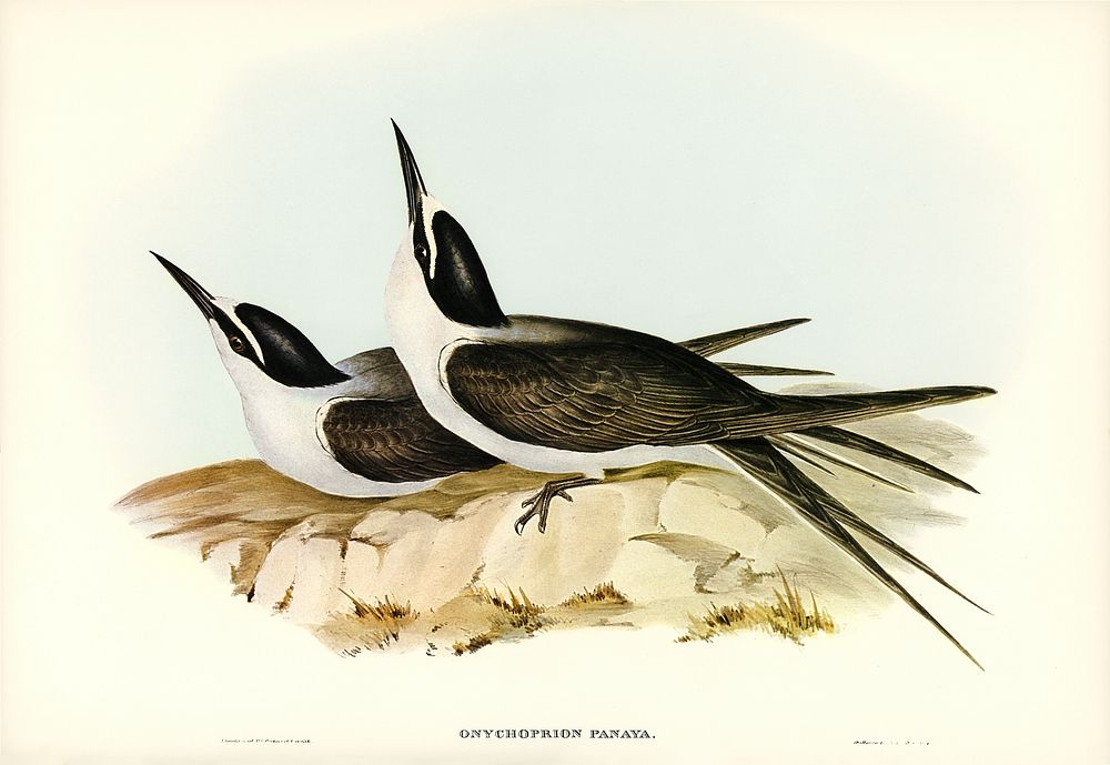 Panayan Tern (Onychoprion Panaya) illustrated by Elizabeth Gould (1804&ndash;1841) for John Gould&rsquo;s (1804-1881) Birds…