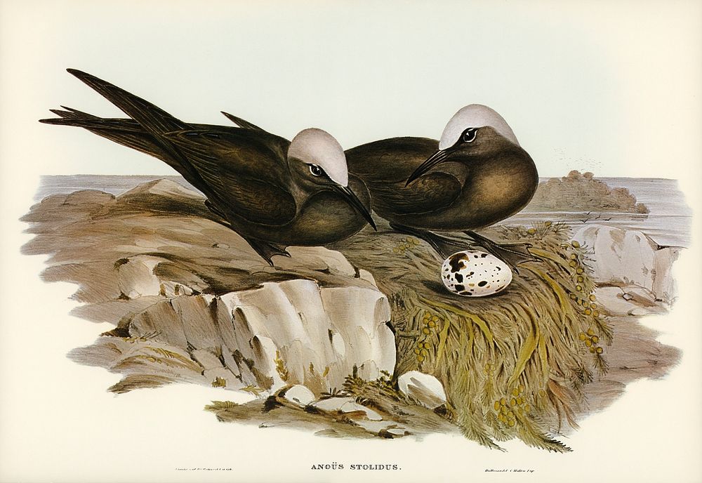 Noddy Tern (Anous Stolidus) illustrated by Elizabeth Gould (1804&ndash;1841) for John Gould&rsquo;s (1804-1881) Birds of…