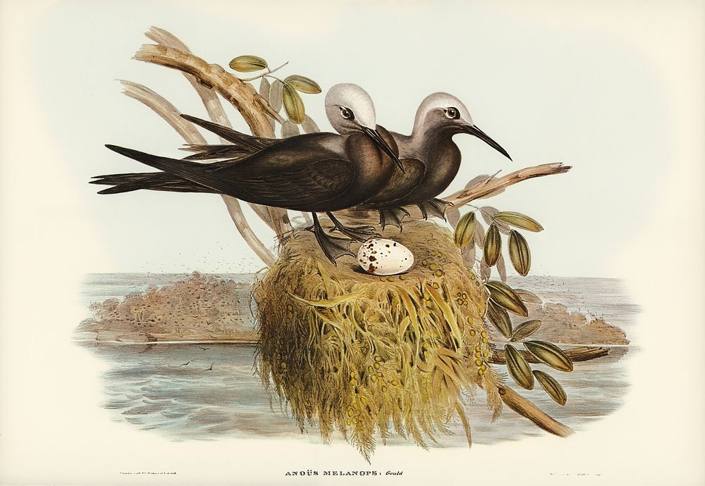 Lesser Noddy (Anous melanops) illustrated by Elizabeth Gould (1804&ndash;1841) for John Gould&rsquo;s (1804-1881) Birds of…