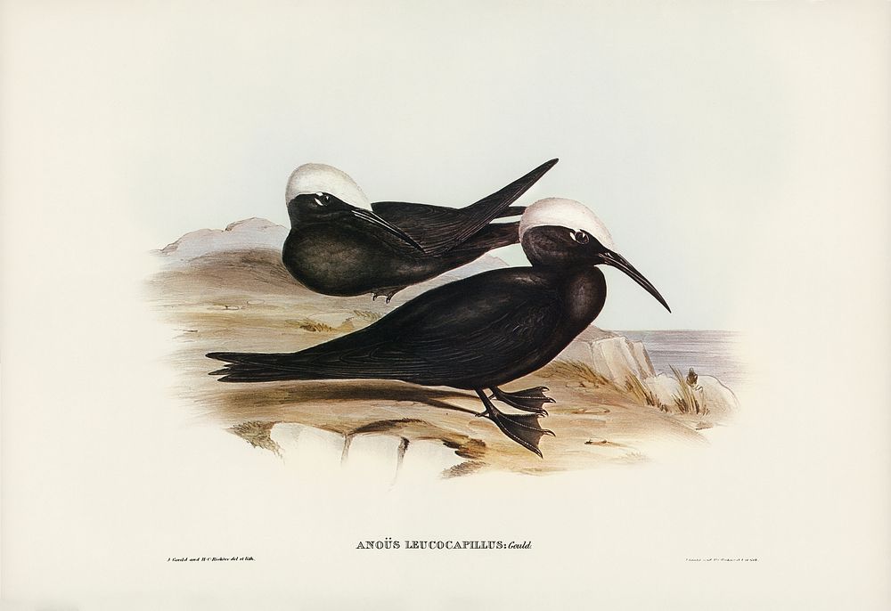 White-capped Tern (Anous leucocapillus) illustrated by Elizabeth Gould (1804&ndash;1841) for John Gould&rsquo;s (1804-1881)…