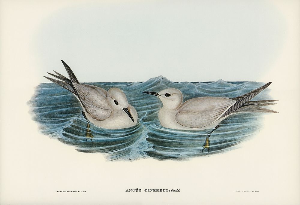 Grey Noddy (Anous cinereus) illustrated by Elizabeth Gould (1804&ndash;1841) for John Gould&rsquo;s (1804-1881) Birds of…