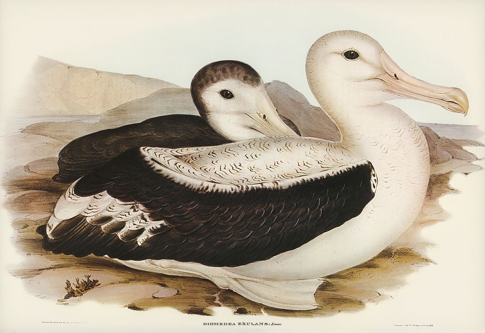 Wandering Albatros (Diomedea exulans) illustrated by Elizabeth Gould (1804&ndash;1841) for John Gould&rsquo;s (1804-1881)…