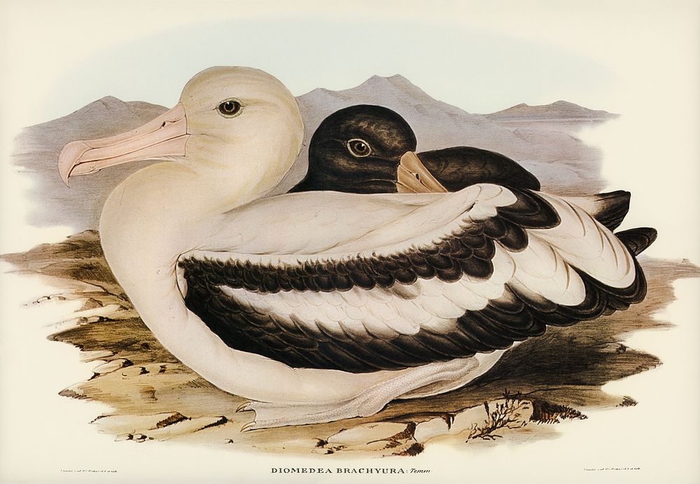 Short-tailed Albatros (Diomedea brachyura) illustrated by Elizabeth Gould (1804&ndash;1841) for John Gould&rsquo;s (1804…