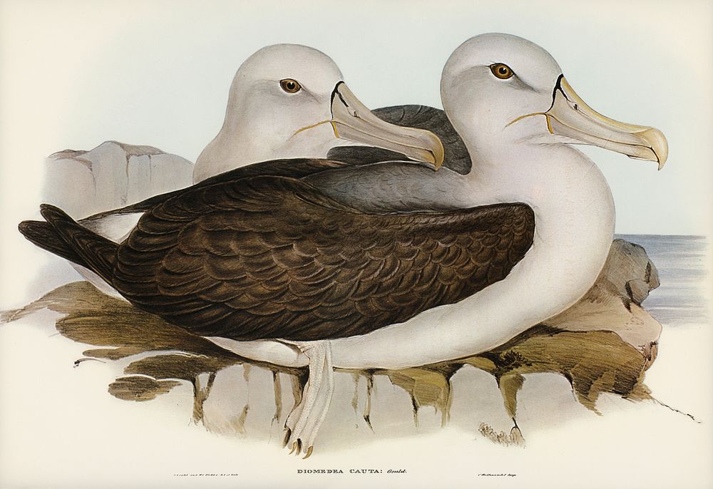 Cautious Albatros (Diomedea cauta) illustrated by Elizabeth Gould (1804&ndash;1841) for John Gould&rsquo;s (1804-1881) Birds…