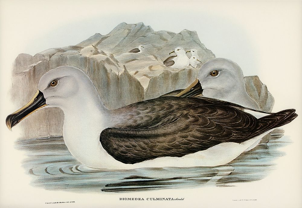 Culminated Albatros (Diomedea culminata) illustrated by Elizabeth Gould (1804&ndash;1841) for John Gould&rsquo;s (1804-1881)…