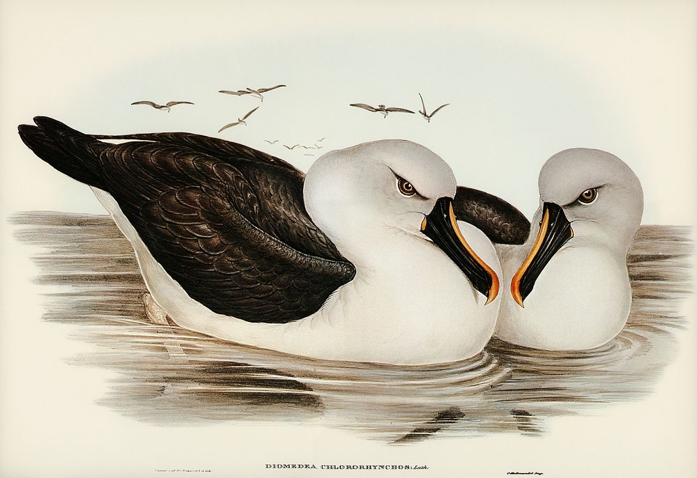 Yellow-billed Albatros (Diomedea chlororhynchos) illustrated by Elizabeth Gould (1804&ndash;1841) for John Gould&rsquo;s…
