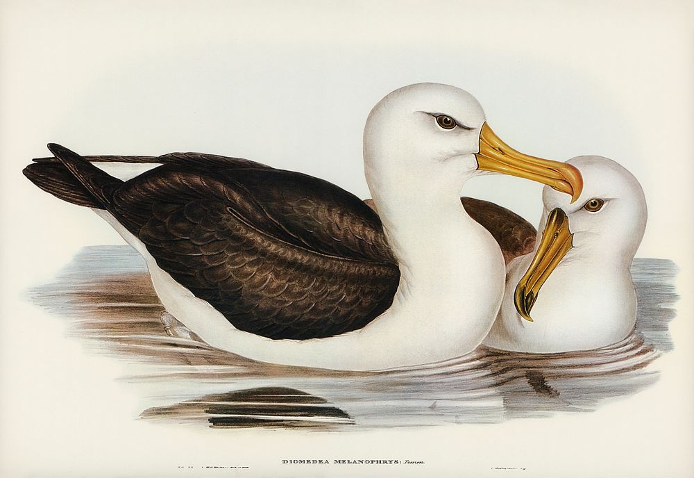 Black-eyebrowed Albatros (Diomedea melanophrys) illustrated by Elizabeth Gould (1804&ndash;1841) for John Gould&rsquo;s…