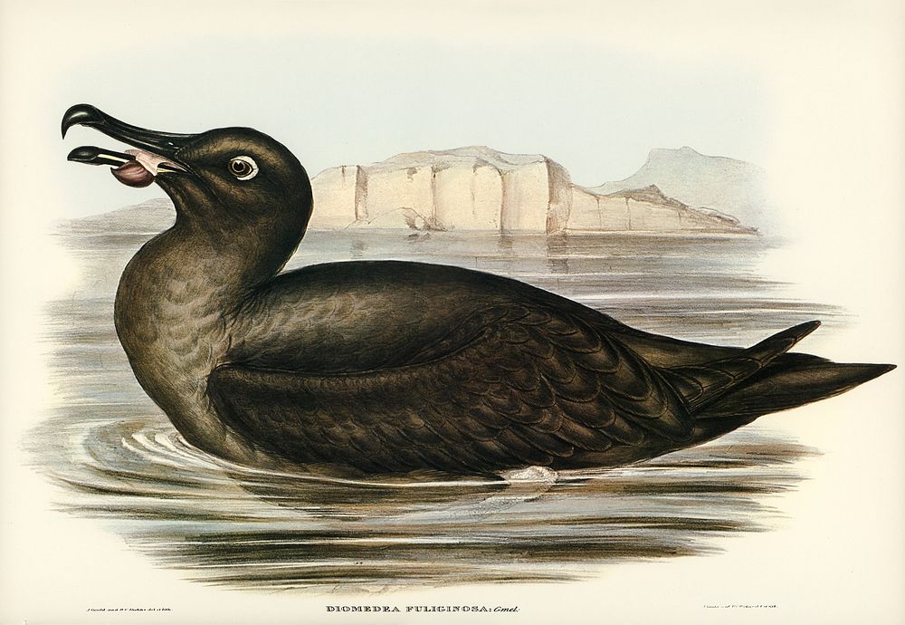 Sooty Albatros (Diomedea fuliginosa) illustrated by Elizabeth Gould (1804&ndash;1841) for John Gould&rsquo;s (1804-1881)…