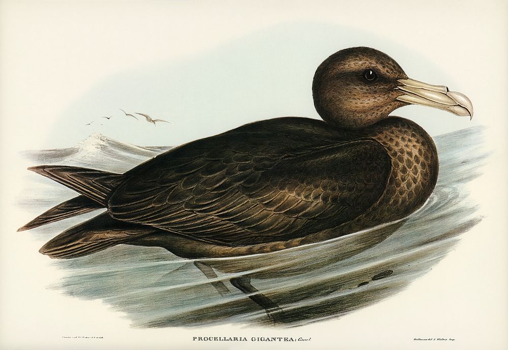 Giant Petrel (Procellaria gigantea) illustrated by Elizabeth Gould (1804&ndash;1841) for John Gould&rsquo;s (1804-1881)…