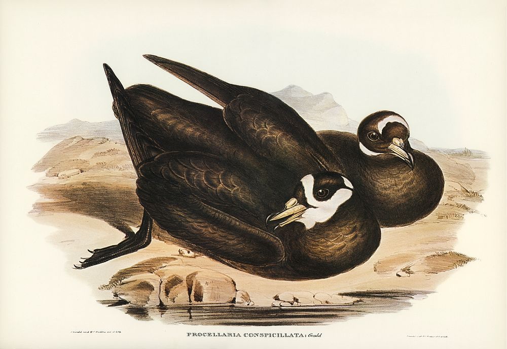 Spectacled Petrel (Procellaria conspicillata) illustrated by Elizabeth Gould (1804&ndash;1841) for John Gould&rsquo;s (1804…