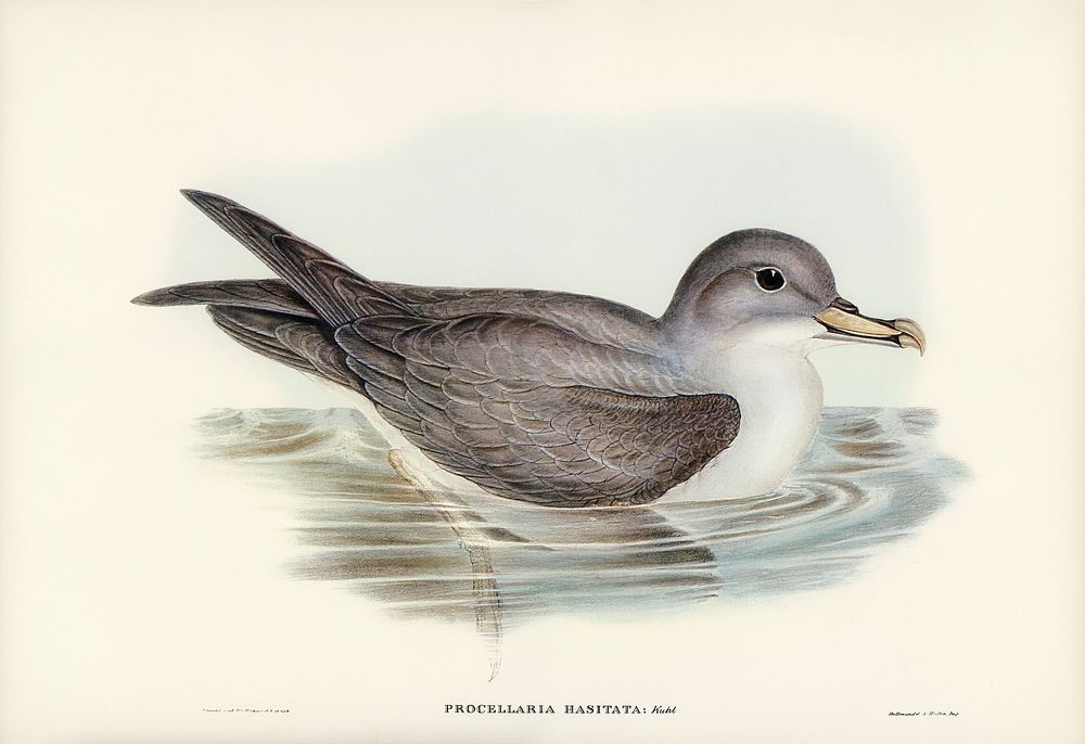 Great Grey Petrel (Procellaria hasitata) illustrated by Elizabeth Gould (1804&ndash;1841) for John Gould&rsquo;s (1804-1881)…