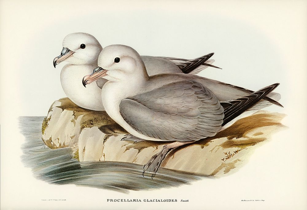Silvery Grey Petrel (Procellaria Glacialoides) illustrated by Elizabeth Gould (1804&ndash;1841) for John Gould&rsquo;s (1804…