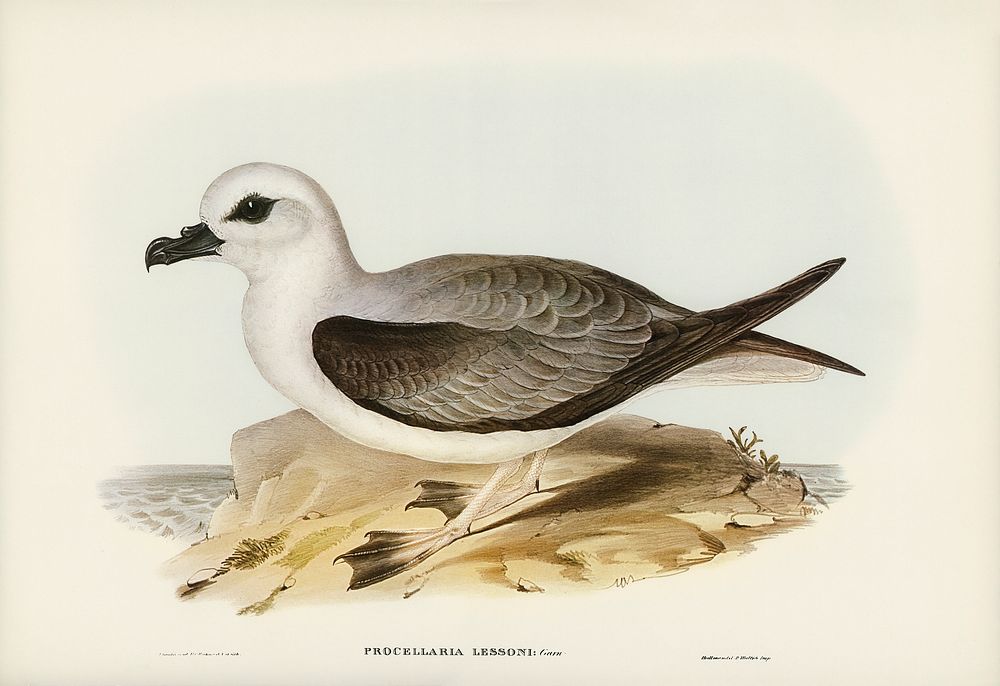 White-headed Petrel (Procellaria Lessonii) illustrated by Elizabeth Gould (1804&ndash;1841) for John Gould&rsquo;s (1804…