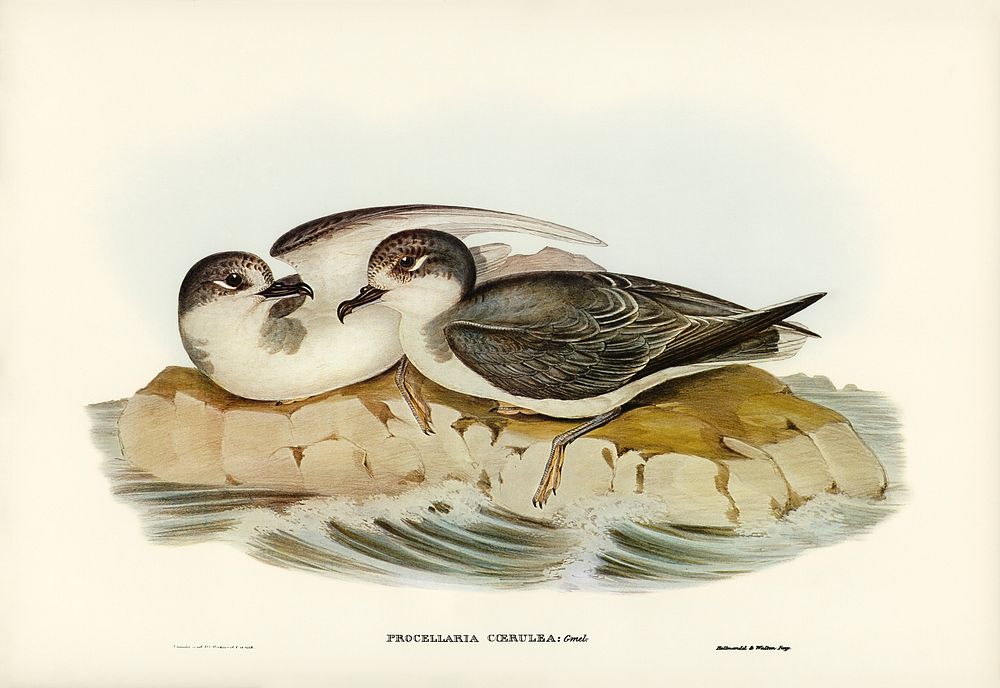 Blue Petrel (Procellaria coerulea) illustrated by Elizabeth Gould (1804&ndash;1841) for John Gould&rsquo;s (1804-1881) Birds…