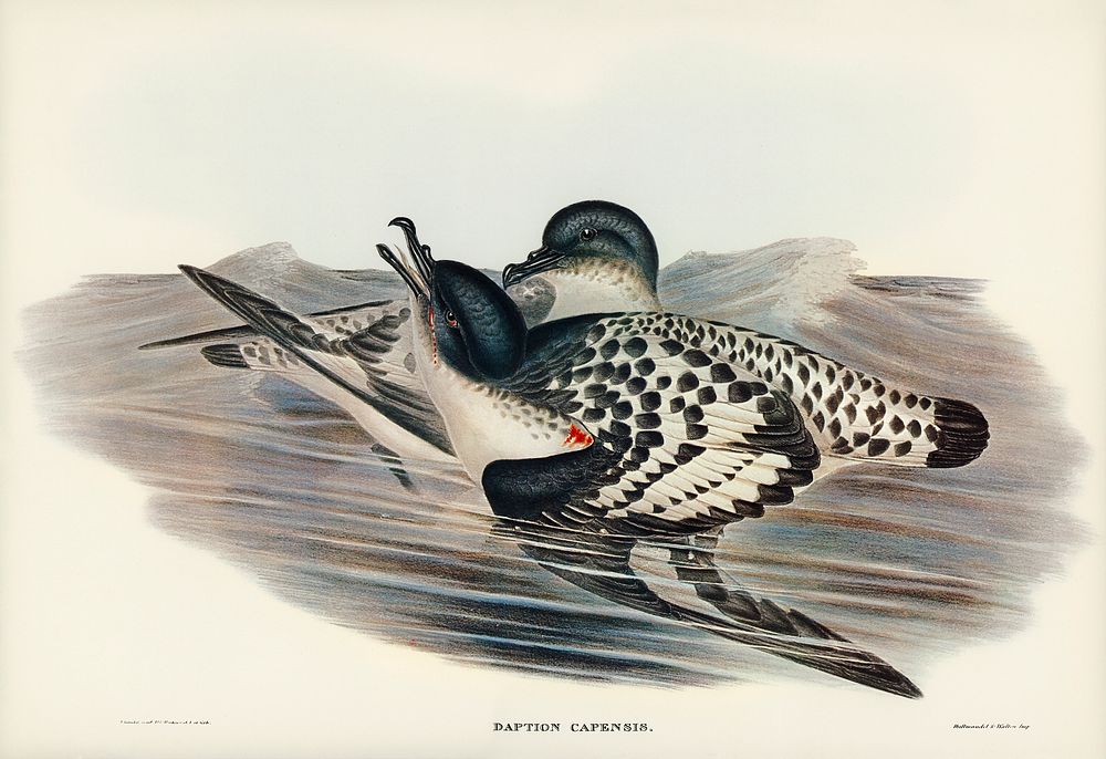 Cape Petrel (Daption Capensis) illustrated by Elizabeth Gould (1804&ndash;1841) for John Gould&rsquo;s (1804-1881) Birds of…