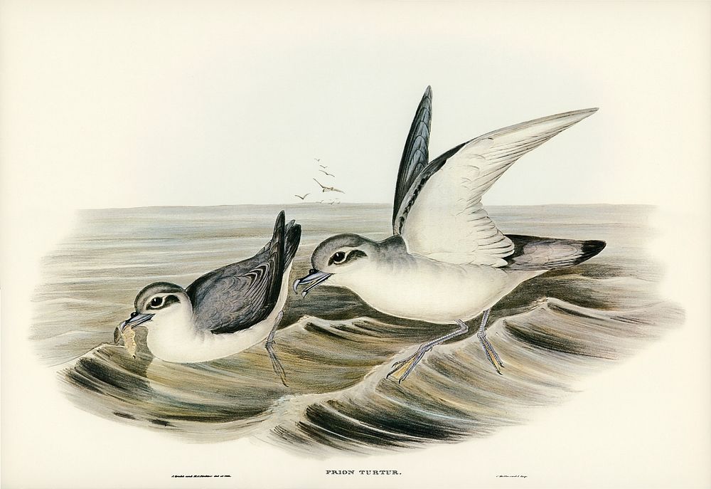 Dove-like Prion (Prion Turtur) illustrated by Elizabeth Gould (1804&ndash;1841) for John Gould&rsquo;s (1804-1881) Birds of…