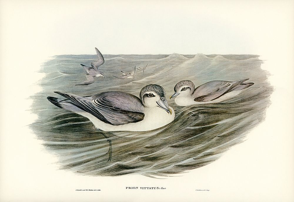 Broad-billed Prion (Prion vittatus) illustrated by Elizabeth Gould (1804&ndash;1841) for John Gould&rsquo;s (1804-1881)…