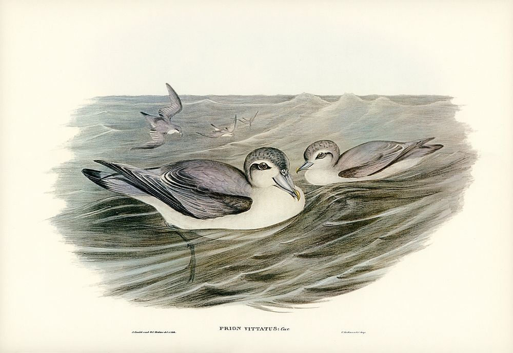 Broad-billed Prion (Prion vittatus) illustrated by Elizabeth Gould (1804–1841) for John Gould’s (1804-1881) Birds of…