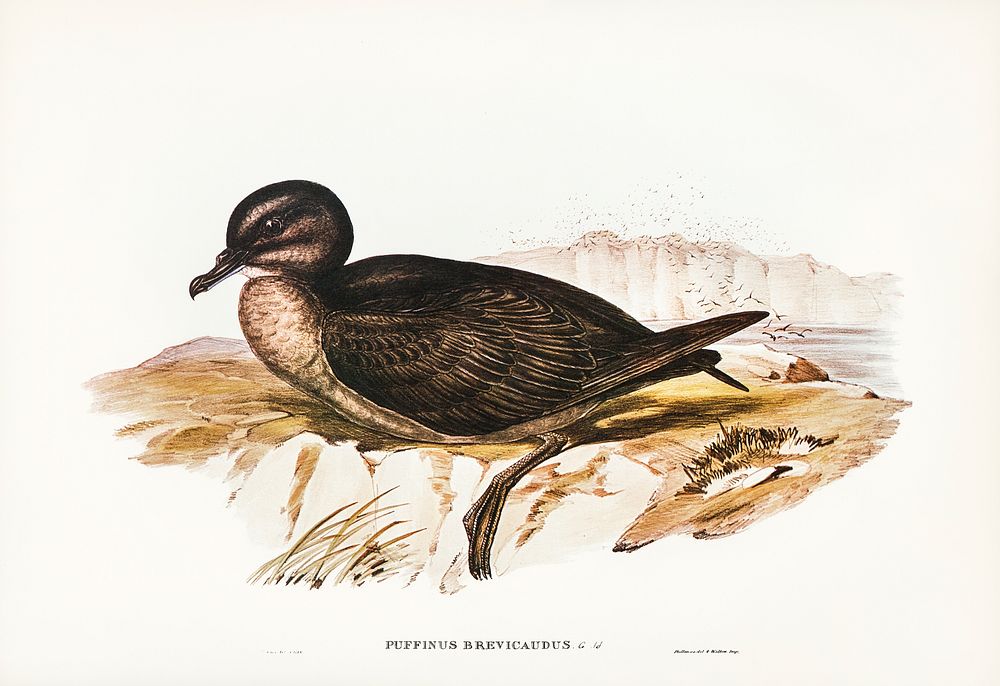 Short-tailed Petrel (Puffinus brevicaudus) illustrated by Elizabeth Gould (1804&ndash;1841) for John Gould&rsquo;s (1804…