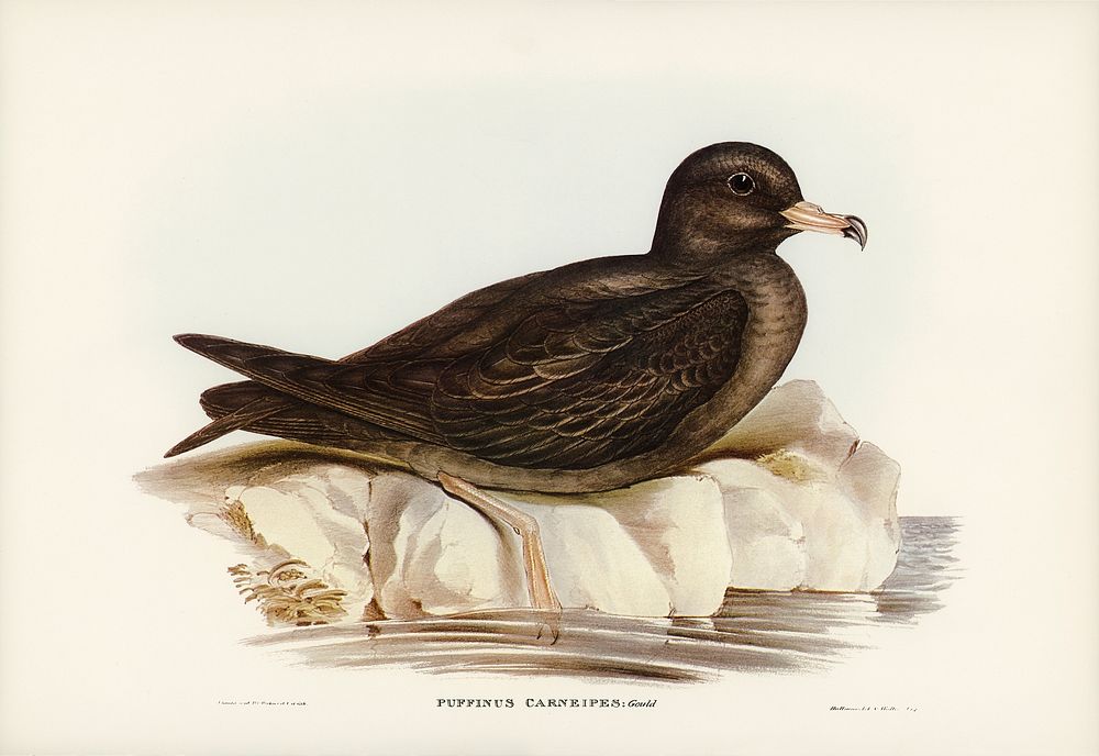 Fleshy-footed Petrel (Puffinus carneipes) illustrated by Elizabeth Gould (1804&ndash;1841) for John Gould&rsquo;s (1804…